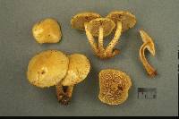 Pholiota limonella image