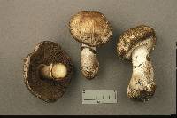 Agaricus cappellianus image