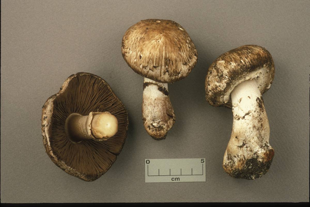 Agaricus cappellianus image