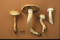 Cortinarius argutus image