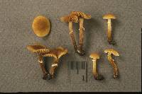 Conocybe arrhenii image