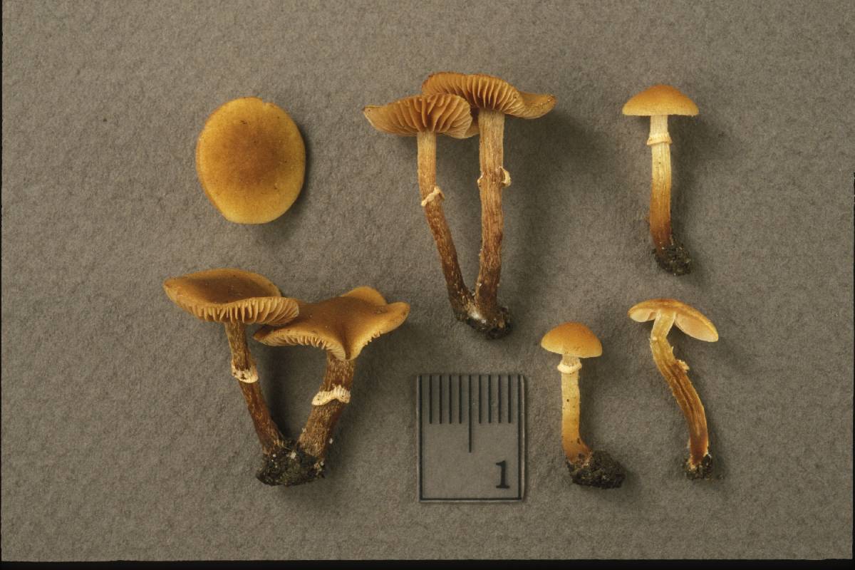 Conocybe arrhenii image