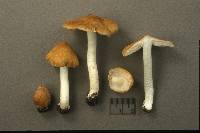 Inocybe cookei image