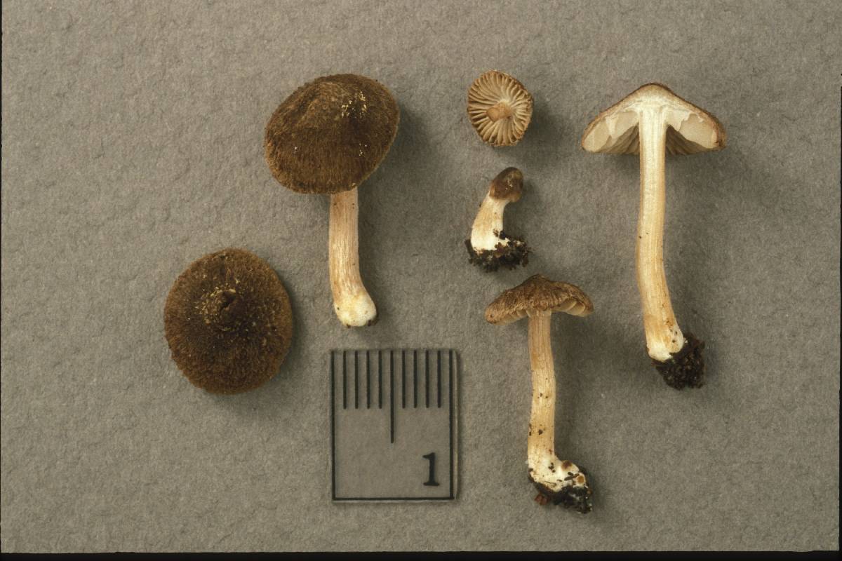 Inocybe retipes image