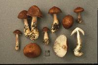 Rhodocollybia butyracea image