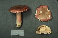 Russula queletii image