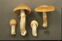 Cortinarius caperatus image