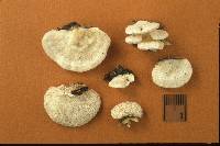 Trametes pubescens image