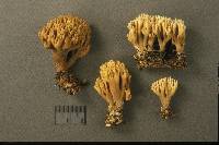 Ramaria flaccida image