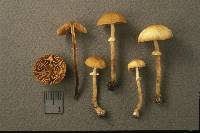 Conocybe rugosa image