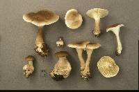 Ampulloclitocybe clavipes image