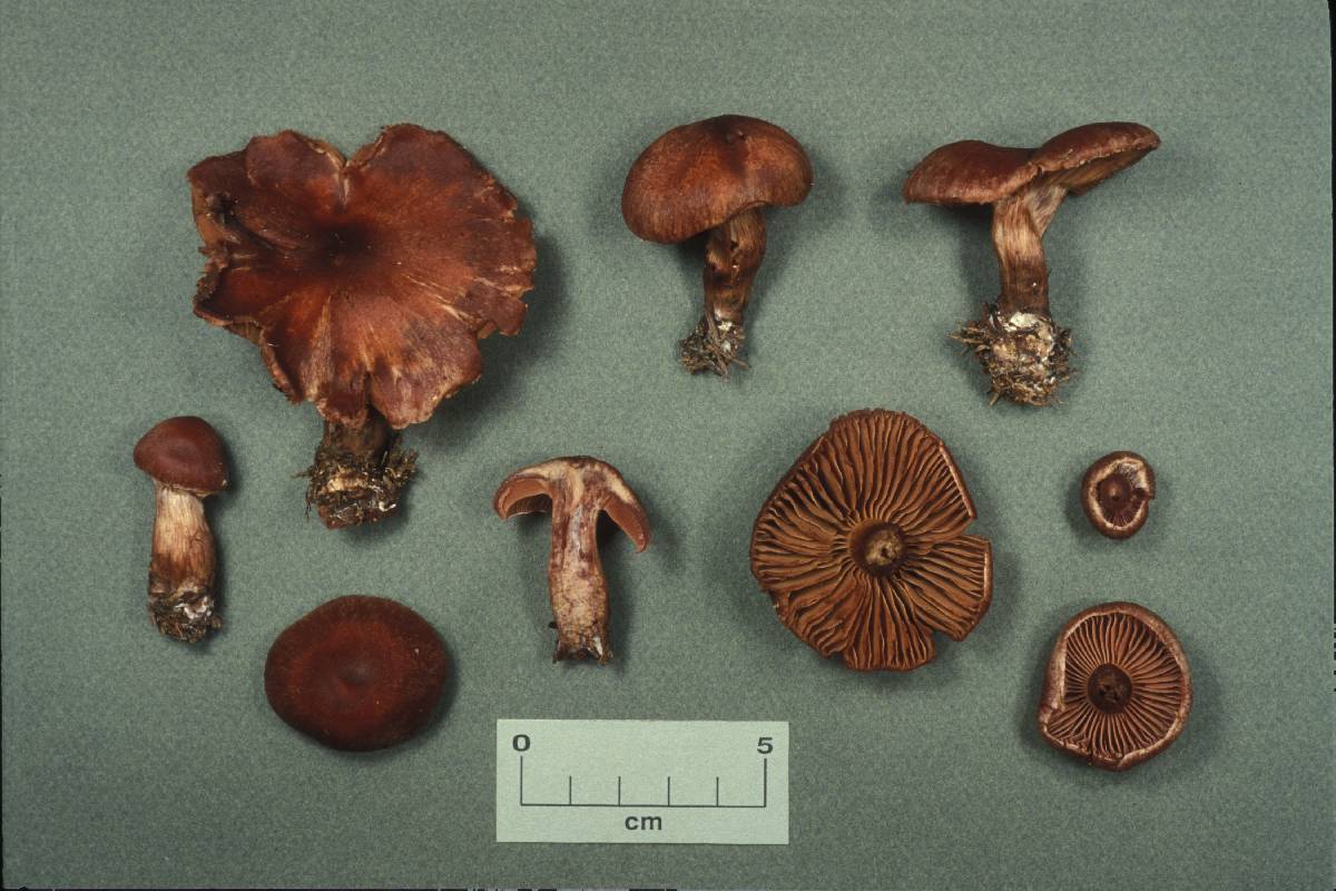 Cortinarius brunneus image