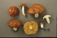 Suillus brevipes image