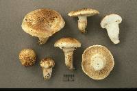 Tricholoma focale image