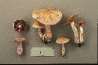 Cortinarius porphyropus image