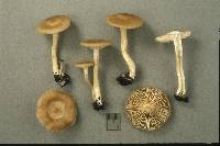 Entoloma rhodopolium image