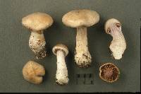 Cortinarius catskillensis image