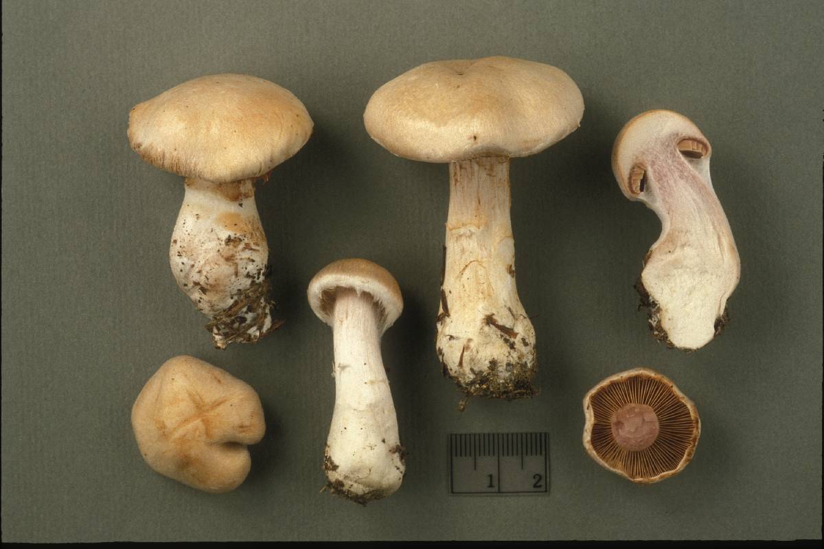 Cortinarius catskillensis image