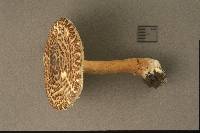 Lepiota cortinarius image