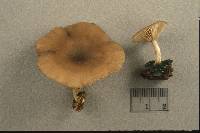 Pseudoclitocybe cyathiformis image