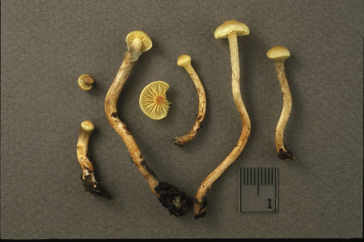 Hypholoma palustris image