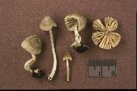 Entoloma araneosum image