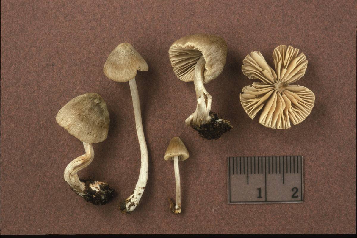 Entoloma araneosum image