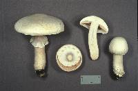 Agaricus crocodilinus image