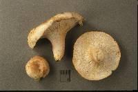 Hypomyces torminosus image