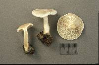 Clitocybe phyllophila image