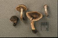 Cortinarius umbrinolens image