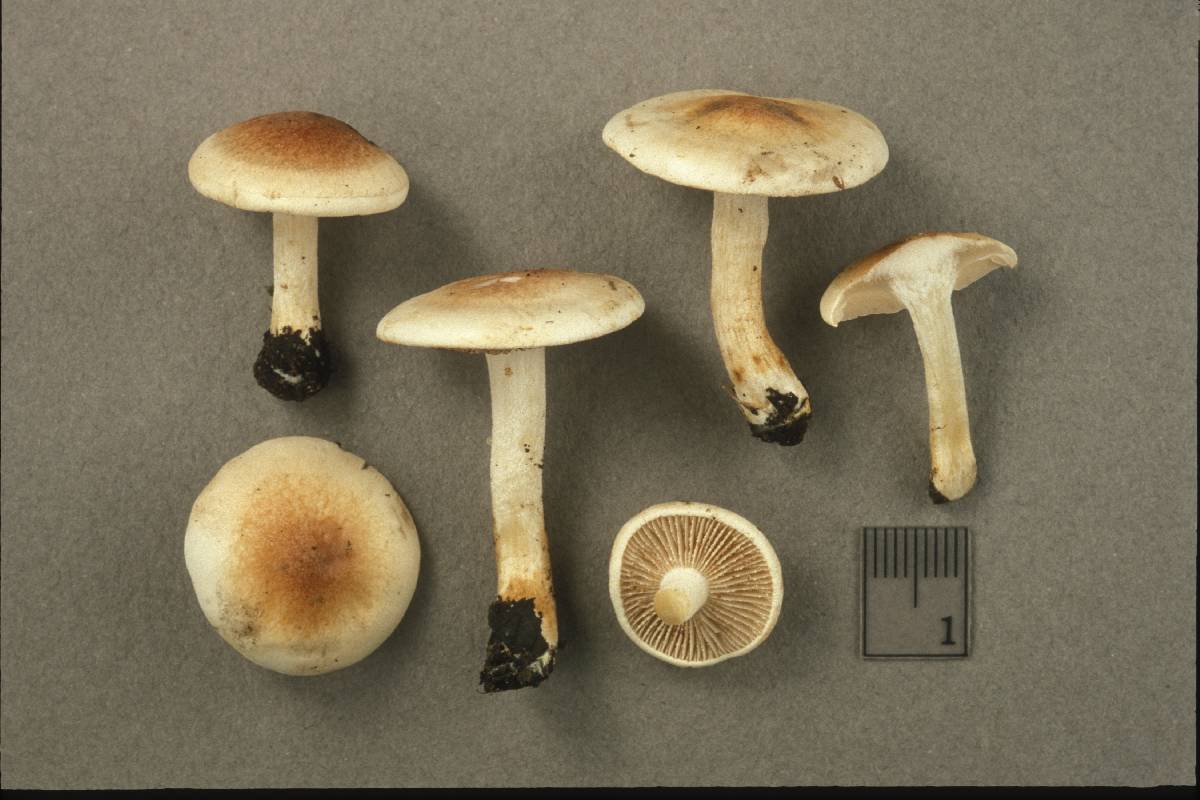Hebeloma pusillum image