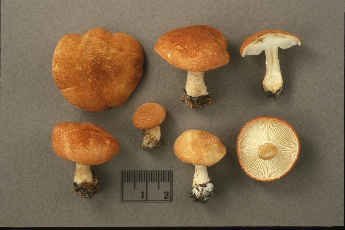 Cystoderma terrei image