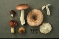 Russula fragilis image