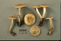 Clitocybe coniferophila image