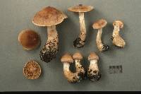Cortinarius bivelus image