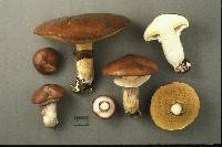 Suillus luteus image