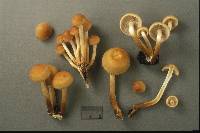 Hypholoma capnoides image