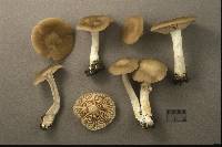 Entoloma griseum image