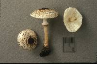 Lepiota felina image