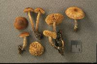 Galerina stylifera image