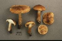 Tricholoma transmutans image