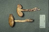 Leccinum luteum image