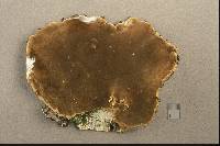 Phellinus laevigatus image