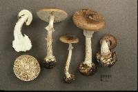 Amanita porphyria image