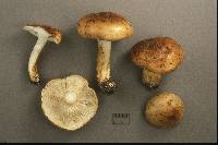 Tricholoma ferrugineum image