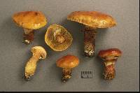 Suillus grevillei image