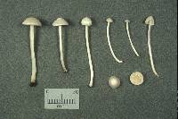 Entoloma sericellum image