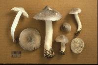 Tricholoma virgatum image