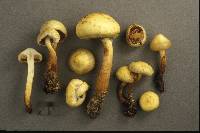 Pholiota alnicola image